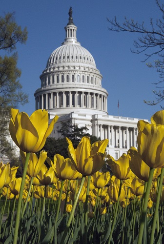 US capitol with tulips